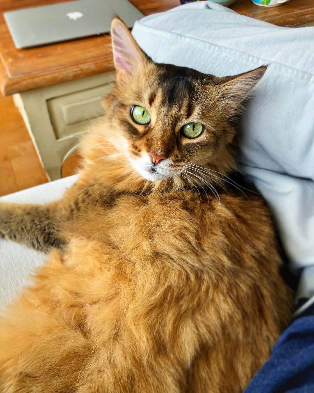 のインスタグラム：「Incase you forgot. This is my cat. Her name is Juliet. She brings so much joy to my life. I love her. So much. If I could, I would stay home with her all day. ALL. DAY. @juliet_meows_in_tokyo  みなさん、私の猫のジュリエットです。こんな可愛い猫、見た事ありますか？え？私が親バカ？はい。親バカです。親バカすぎてジュリエットのインスタも作ったのです。だって、可愛いんだもん。@juliet_meows_in_tokyo #cat #catsofinstagram #猫」