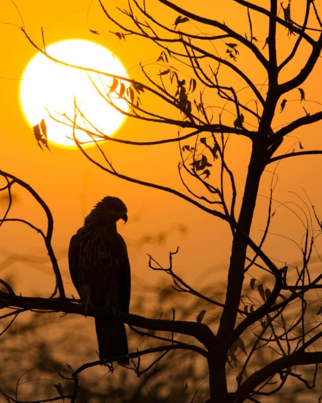 Canon Asiaのインスタグラム：「“After catching a glimpse of the Golden Hour, we decided to head home. I shot this when we were making our way back home after visiting the Bhigwan Bird Sanctuary, India. I saw something and decided to stop and shoot with my camera. I didn’t want to lose the moment; a moment that captivated the beauty of the sun and the bird. I captured the scene after several tries.” • Instead of capturing the dazzling colour of the bird 🦅 that is perched on the tree, @rushikesh_vinchurkar created a great silhouette 👤 with it at the foreground of his shot. Great job thinking out of the box! 💯 • 📷 Image by @rushikesh_vinchurkar using the Canon EOS 1200D | f/8 | 1/160s | ISO 100 | 483mm  Want your photos to be featured too? Tag them with #canonasia or submit them on My Canon Story, link in bio!  #canonasia #photography #canonphotography #canon #birdphotography #sunset #goldenhour #sunsets #sunsetlover #sunset_pics #sunsetphotography #India #birdphotography #birdphotographyindia #igindia」