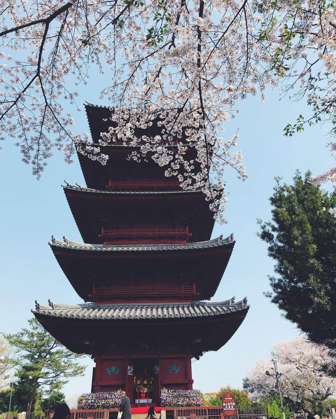 尾形沙耶香さんのインスタグラム写真 - (尾形沙耶香Instagram)「#sakura🌸  #2019お花見」5月21日 13時19分 - sayakaogata