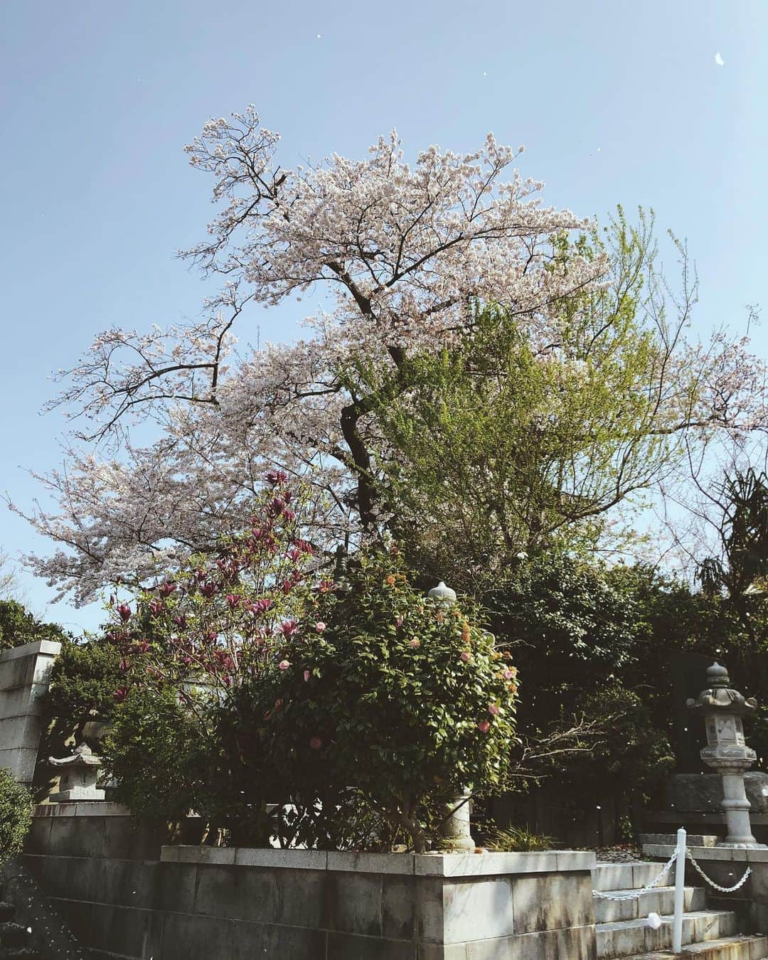 尾形沙耶香さんのインスタグラム写真 - (尾形沙耶香Instagram)「#sakura🌸  #2019お花見」5月21日 13時19分 - sayakaogata