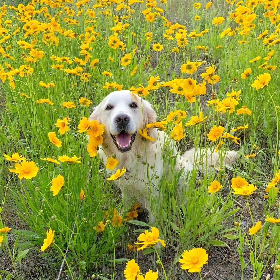 P太郎ママさんのインスタグラム写真 - (P太郎ママInstagram)「#オオキンケイギク 特定外来生物指定。 でも好き。 以前はほんとに一面に広がる黄色の海だったんだけど。 皆さんせっせと駆除するから、今じゃ1/100くらいに… #ゴールデンレトリバー  #goldenretriever  だれか、うちの庭の雑草も駆除してくれんかなあ…←自分でやれよ」5月21日 13時23分 - ptarodada