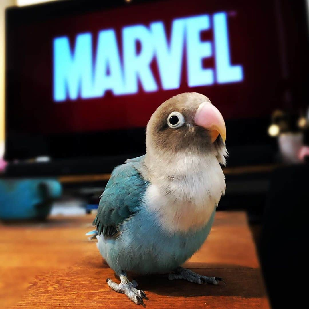 新井恵理那さんのインスタグラム写真 - (新井恵理那Instagram)「そういえば♪うちのラピスもmarvelを背負ってたときがありました(#^.^#)笑 #ラピス #ブルーボタンインコ #marvel #新井恵理那」5月21日 13時30分 - elina_arai