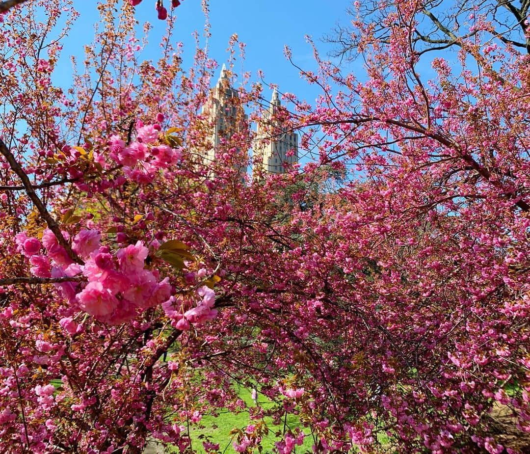 ヴラダ・ロスリャコヴァのインスタグラム：「When New York was blooming」