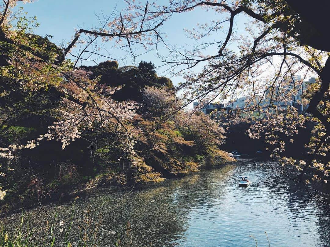 尾形沙耶香さんのインスタグラム写真 - (尾形沙耶香Instagram)「#sakura🌸  #2019お花見  #chidorigafuchi」5月21日 14時15分 - sayakaogata