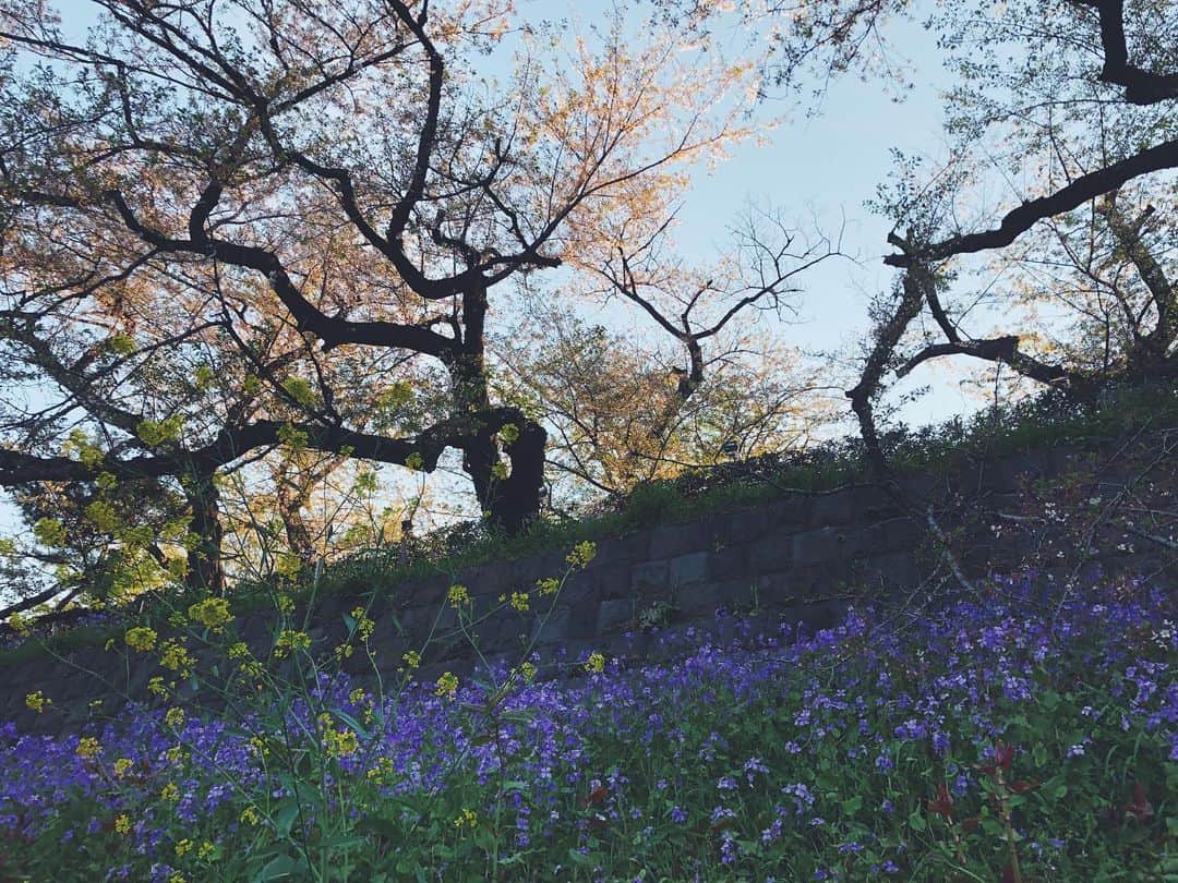 尾形沙耶香さんのインスタグラム写真 - (尾形沙耶香Instagram)「#sakura🌸  #2019お花見  #chidorigafuchi」5月21日 14時15分 - sayakaogata