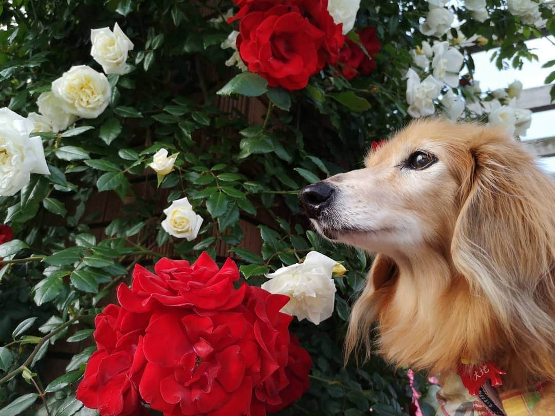 ?モデル?大地?さんのインスタグラム写真 - (?モデル?大地?Instagram)「♪🐾2019*5*21🐾 . 日曜の☀早朝 山下公園の🌹バラを見に 🐾お散歩して来たよ🎶😄 . . 公園に入る前の信号待ちをしている時から 🌹バラの香りがしていて 幸せな気持ちに🌹😆😆😆 . .  満開の🌹バラの中 素敵な🐾お散歩をして来ました🎶😆😆😆 . . 🐾🐾🐾🐾🐾🐾🐾🐾🐾🐾🐾🐾🐾🐾 . #大地#大好き#だいすき #いつも一緒#ずっと一緒 #大地なしでは生きて行けませんw #いぬ#犬#わんこ#ワンコ . #愛犬 #犬バカ部#いぬら部#いぬすたぐらむ #犬のいる暮らし #pecoいぬ部 #山下公園#バラ#薔薇#最高 . #横浜#yokohama#神奈川 #散歩 #お散歩#朝活 #ミニチュアダックスフンド#ミニチュアダックス #ダックスフンド#ダックス」5月21日 14時28分 - sachi_daichi