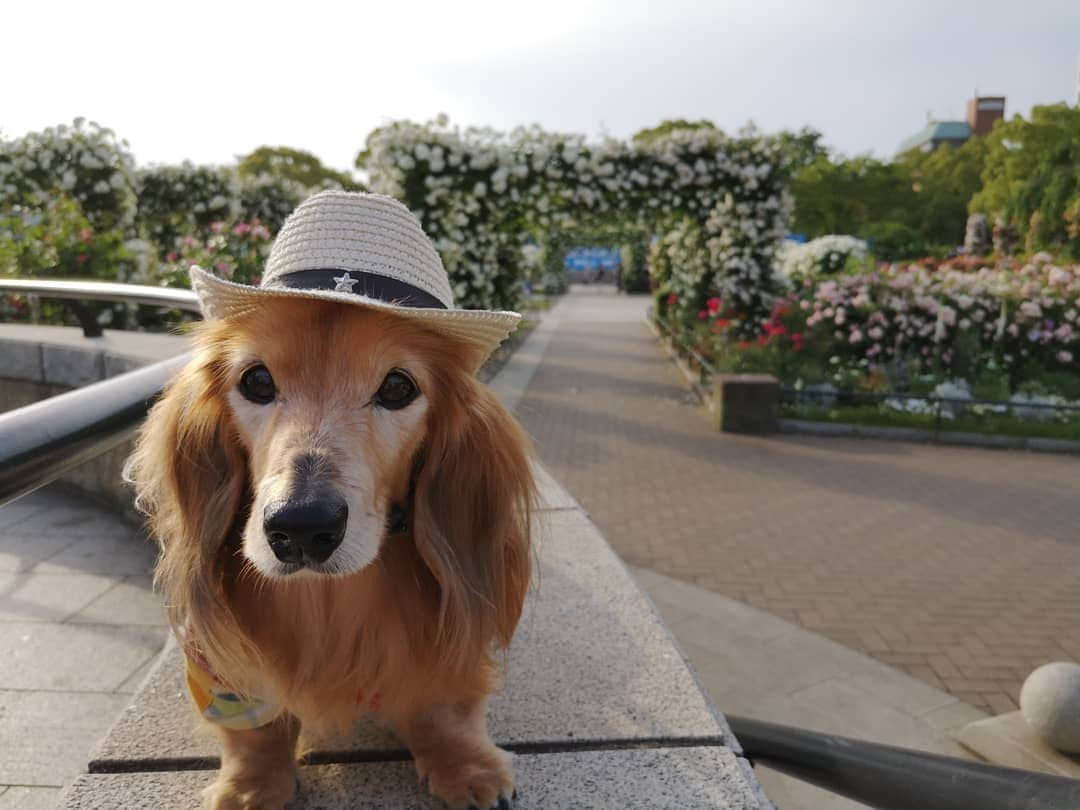 ?モデル?大地?さんのインスタグラム写真 - (?モデル?大地?Instagram)「♪🐾2019*5*21🐾 . 日曜の☀早朝 山下公園の🌹バラを見に 🐾お散歩して来たよ🎶😄 . . 公園に入る前の信号待ちをしている時から 🌹バラの香りがしていて 幸せな気持ちに🌹😆😆😆 . .  満開の🌹バラの中 素敵な🐾お散歩をして来ました🎶😆😆😆 . . 🐾🐾🐾🐾🐾🐾🐾🐾🐾🐾🐾🐾🐾🐾 . #大地#大好き#だいすき #いつも一緒#ずっと一緒 #大地なしでは生きて行けませんw #いぬ#犬#わんこ#ワンコ . #愛犬 #犬バカ部#いぬら部#いぬすたぐらむ #犬のいる暮らし #pecoいぬ部 #山下公園#バラ#薔薇#最高 . #横浜#yokohama#神奈川 #散歩 #お散歩#朝活 #ミニチュアダックスフンド#ミニチュアダックス #ダックスフンド#ダックス」5月21日 14時28分 - sachi_daichi