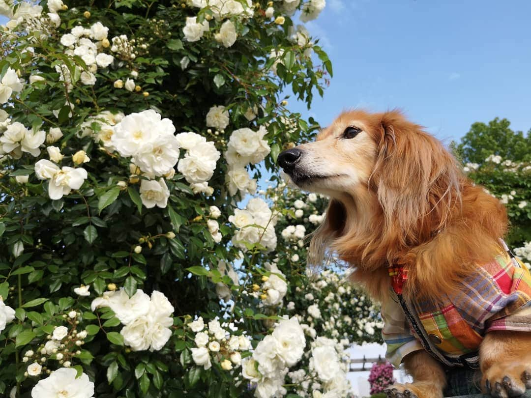 ?モデル?大地?さんのインスタグラム写真 - (?モデル?大地?Instagram)「♪🐾2019*5*21🐾 . 日曜の☀早朝 山下公園の🌹バラを見に 🐾お散歩して来たよ🎶😄 . .  山下公園の♡白いバラ とっても綺麗だったよ🎶😆😆😆 . . 🐾🐾🐾🐾🐾🐾🐾🐾🐾🐾🐾🐾🐾🐾 . #大地#大好き#だいすき #いつも一緒#ずっと一緒 #大地なしでは生きて行けませんw #いぬ#犬#わんこ#ワンコ . #愛犬 #犬バカ部#いぬら部#いぬすたぐらむ #犬のいる暮らし #pecoいぬ部 #山下公園#バラ#薔薇#最高 . #横浜#yokohama#神奈川 #散歩 #お散歩#朝活 #ミニチュアダックスフンド#ミニチュアダックス #ダックスフンド#ダックス」5月21日 14時47分 - sachi_daichi