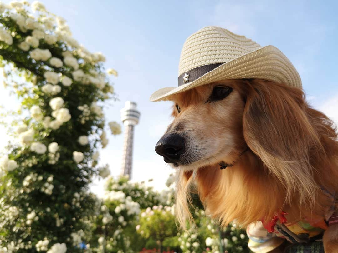 ?モデル?大地?さんのインスタグラム写真 - (?モデル?大地?Instagram)「♪🐾2019*5*21🐾 . 日曜の☀早朝 山下公園の🌹バラを見に 🐾お散歩して来たよ🎶😄 . .  山下公園の♡白いバラ とっても綺麗だったよ🎶😆😆😆 . . 🐾🐾🐾🐾🐾🐾🐾🐾🐾🐾🐾🐾🐾🐾 . #大地#大好き#だいすき #いつも一緒#ずっと一緒 #大地なしでは生きて行けませんw #いぬ#犬#わんこ#ワンコ . #愛犬 #犬バカ部#いぬら部#いぬすたぐらむ #犬のいる暮らし #pecoいぬ部 #山下公園#バラ#薔薇#最高 . #横浜#yokohama#神奈川 #散歩 #お散歩#朝活 #ミニチュアダックスフンド#ミニチュアダックス #ダックスフンド#ダックス」5月21日 14時47分 - sachi_daichi