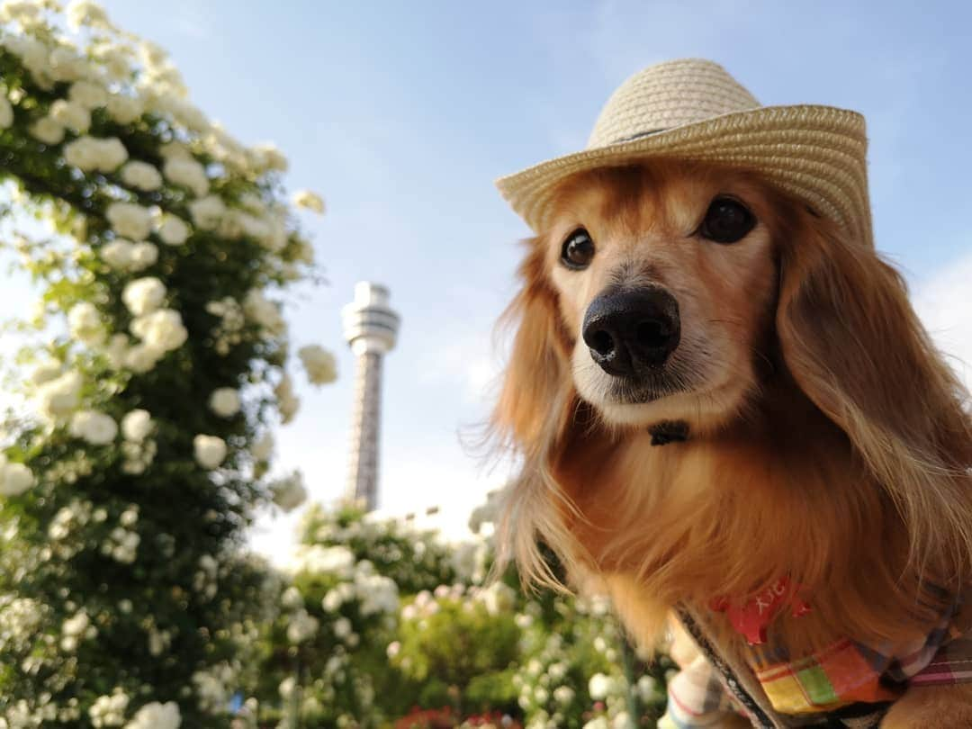 ?モデル?大地?さんのインスタグラム写真 - (?モデル?大地?Instagram)「♪🐾2019*5*21🐾 . 日曜の☀早朝 山下公園の🌹バラを見に 🐾お散歩して来たよ🎶😄 . .  山下公園の♡白いバラ とっても綺麗だったよ🎶😆😆😆 . . 🐾🐾🐾🐾🐾🐾🐾🐾🐾🐾🐾🐾🐾🐾 . #大地#大好き#だいすき #いつも一緒#ずっと一緒 #大地なしでは生きて行けませんw #いぬ#犬#わんこ#ワンコ . #愛犬 #犬バカ部#いぬら部#いぬすたぐらむ #犬のいる暮らし #pecoいぬ部 #山下公園#バラ#薔薇#最高 . #横浜#yokohama#神奈川 #散歩 #お散歩#朝活 #ミニチュアダックスフンド#ミニチュアダックス #ダックスフンド#ダックス」5月21日 14時47分 - sachi_daichi