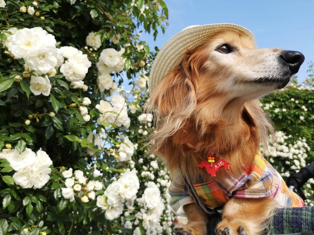 ?モデル?大地?さんのインスタグラム写真 - (?モデル?大地?Instagram)「♪🐾2019*5*21🐾 . 日曜の☀早朝 山下公園の🌹バラを見に 🐾お散歩して来たよ🎶😄 . .  山下公園の♡白いバラ とっても綺麗だったよ🎶😆😆😆 . . 🐾🐾🐾🐾🐾🐾🐾🐾🐾🐾🐾🐾🐾🐾 . #大地#大好き#だいすき #いつも一緒#ずっと一緒 #大地なしでは生きて行けませんw #いぬ#犬#わんこ#ワンコ . #愛犬 #犬バカ部#いぬら部#いぬすたぐらむ #犬のいる暮らし #pecoいぬ部 #山下公園#バラ#薔薇#最高 . #横浜#yokohama#神奈川 #散歩 #お散歩#朝活 #ミニチュアダックスフンド#ミニチュアダックス #ダックスフンド#ダックス」5月21日 14時47分 - sachi_daichi