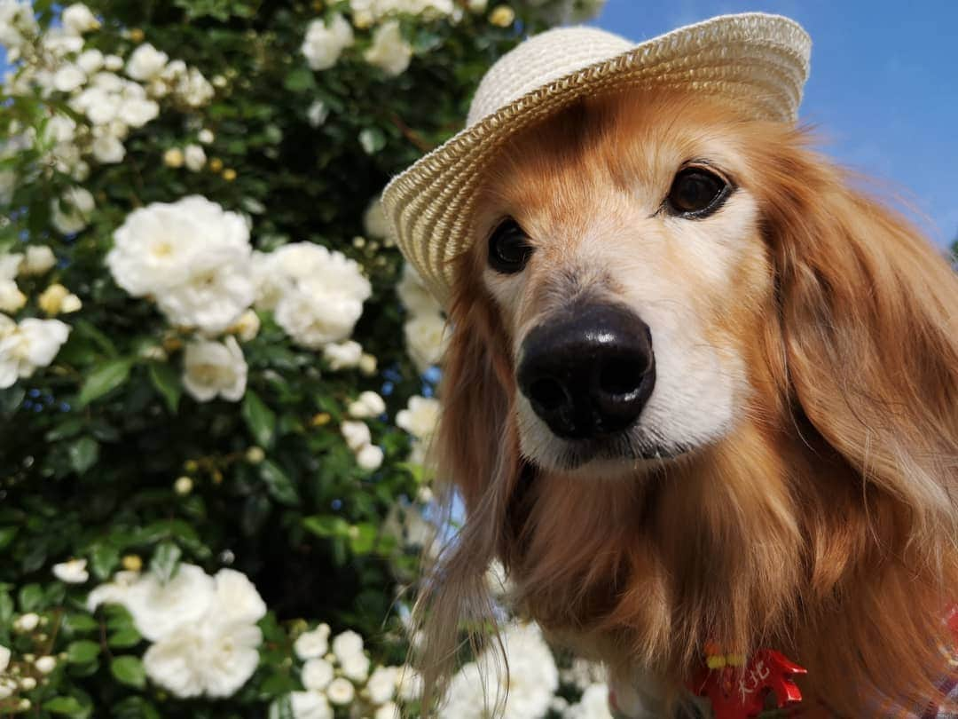 ?モデル?大地?さんのインスタグラム写真 - (?モデル?大地?Instagram)「♪🐾2019*5*21🐾 . 日曜の☀早朝 山下公園の🌹バラを見に 🐾お散歩して来たよ🎶😄 . .  山下公園の♡白いバラ とっても綺麗だったよ🎶😆😆😆 . . 🐾🐾🐾🐾🐾🐾🐾🐾🐾🐾🐾🐾🐾🐾 . #大地#大好き#だいすき #いつも一緒#ずっと一緒 #大地なしでは生きて行けませんw #いぬ#犬#わんこ#ワンコ . #愛犬 #犬バカ部#いぬら部#いぬすたぐらむ #犬のいる暮らし #pecoいぬ部 #山下公園#バラ#薔薇#最高 . #横浜#yokohama#神奈川 #散歩 #お散歩#朝活 #ミニチュアダックスフンド#ミニチュアダックス #ダックスフンド#ダックス」5月21日 14時47分 - sachi_daichi