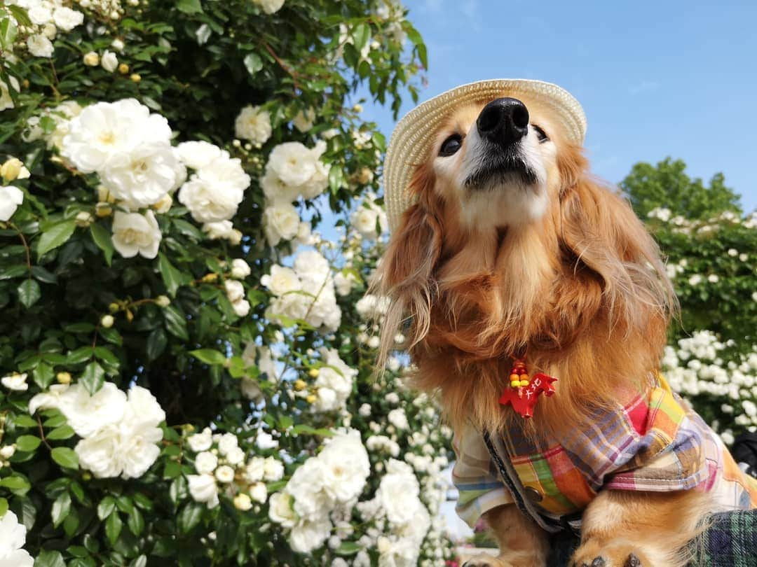 ?モデル?大地?さんのインスタグラム写真 - (?モデル?大地?Instagram)「♪🐾2019*5*21🐾 . 日曜の☀早朝 山下公園の🌹バラを見に 🐾お散歩して来たよ🎶😄 . .  山下公園の♡白いバラ とっても綺麗だったよ🎶😆😆😆 . . 🐾🐾🐾🐾🐾🐾🐾🐾🐾🐾🐾🐾🐾🐾 . #大地#大好き#だいすき #いつも一緒#ずっと一緒 #大地なしでは生きて行けませんw #いぬ#犬#わんこ#ワンコ . #愛犬 #犬バカ部#いぬら部#いぬすたぐらむ #犬のいる暮らし #pecoいぬ部 #山下公園#バラ#薔薇#最高 . #横浜#yokohama#神奈川 #散歩 #お散歩#朝活 #ミニチュアダックスフンド#ミニチュアダックス #ダックスフンド#ダックス」5月21日 14時47分 - sachi_daichi