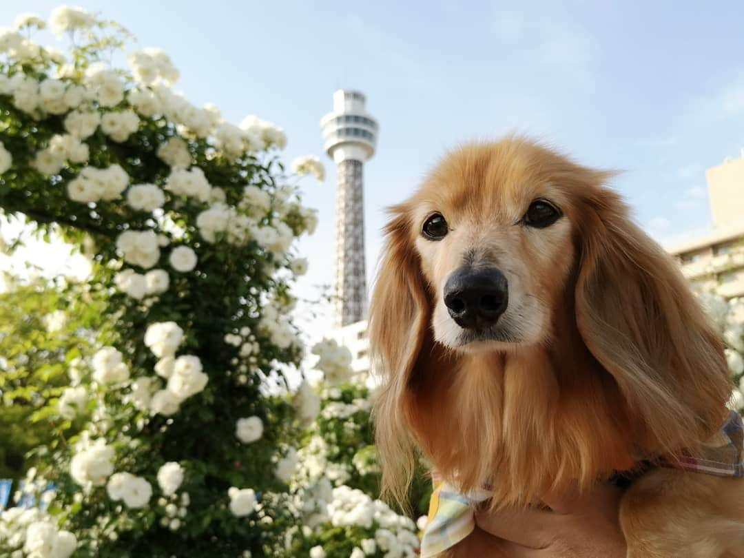 ?モデル?大地?さんのインスタグラム写真 - (?モデル?大地?Instagram)「♪🐾2019*5*21🐾 . 日曜の☀早朝 山下公園の🌹バラを見に 🐾お散歩して来たよ🎶😄 . .  山下公園の♡白いバラ とっても綺麗だったよ🎶😆😆😆 . . 🐾🐾🐾🐾🐾🐾🐾🐾🐾🐾🐾🐾🐾🐾 . #大地#大好き#だいすき #いつも一緒#ずっと一緒 #大地なしでは生きて行けませんw #いぬ#犬#わんこ#ワンコ . #愛犬 #犬バカ部#いぬら部#いぬすたぐらむ #犬のいる暮らし #pecoいぬ部 #山下公園#バラ#薔薇#最高 . #横浜#yokohama#神奈川 #散歩 #お散歩#朝活 #ミニチュアダックスフンド#ミニチュアダックス #ダックスフンド#ダックス」5月21日 14時47分 - sachi_daichi