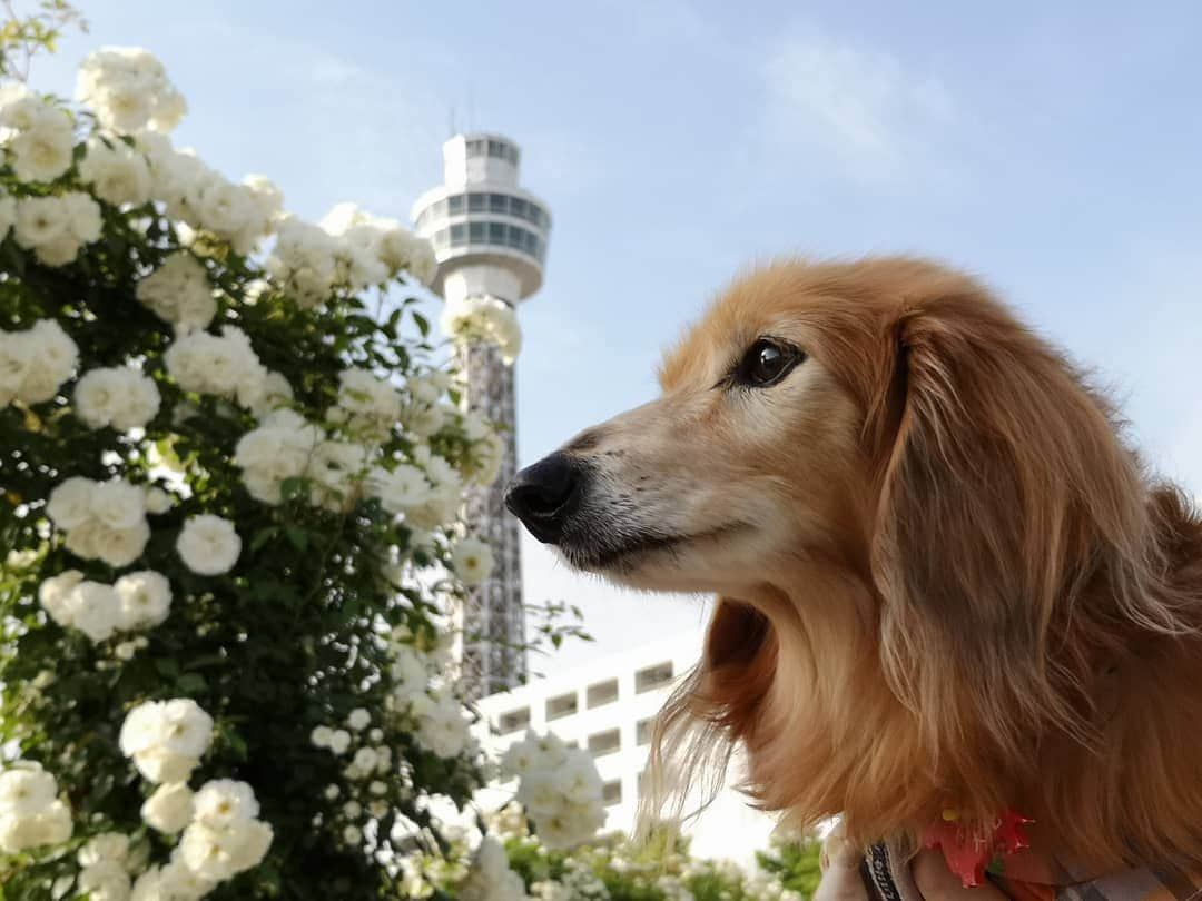 ?モデル?大地?さんのインスタグラム写真 - (?モデル?大地?Instagram)「♪🐾2019*5*21🐾 . 日曜の☀早朝 山下公園の🌹バラを見に 🐾お散歩して来たよ🎶😄 . .  山下公園の♡白いバラ とっても綺麗だったよ🎶😆😆😆 . . 🐾🐾🐾🐾🐾🐾🐾🐾🐾🐾🐾🐾🐾🐾 . #大地#大好き#だいすき #いつも一緒#ずっと一緒 #大地なしでは生きて行けませんw #いぬ#犬#わんこ#ワンコ . #愛犬 #犬バカ部#いぬら部#いぬすたぐらむ #犬のいる暮らし #pecoいぬ部 #山下公園#バラ#薔薇#最高 . #横浜#yokohama#神奈川 #散歩 #お散歩#朝活 #ミニチュアダックスフンド#ミニチュアダックス #ダックスフンド#ダックス」5月21日 14時47分 - sachi_daichi