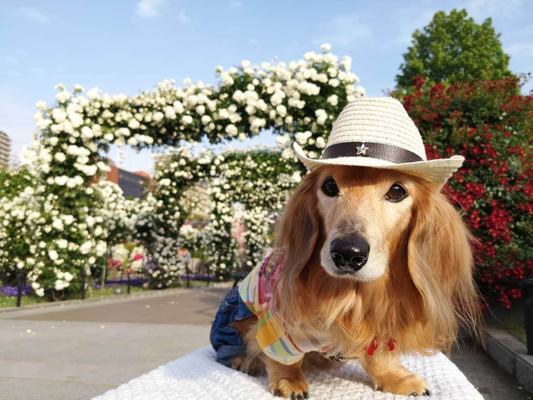 ?モデル?大地?さんのインスタグラム写真 - (?モデル?大地?Instagram)「♪🐾2019*5*21🐾 . 日曜の☀早朝 山下公園の🌹バラを見に 🐾お散歩して来たよ🎶😄 . .  満開の🌹バラが と〜っても良い香りだったよ🎶😆😆😆 . . 🐾🐾🐾🐾🐾🐾🐾🐾🐾🐾🐾🐾🐾🐾 . #大地#大好き#だいすき #いつも一緒#ずっと一緒 #大地なしでは生きて行けませんw #いぬ#犬#わんこ#ワンコ . #愛犬 #犬バカ部#いぬら部#いぬすたぐらむ #犬のいる暮らし #pecoいぬ部 #山下公園#バラ#薔薇#最高 . #横浜#yokohama#神奈川 #散歩 #お散歩#朝活 #ミニチュアダックスフンド#ミニチュアダックス #ダックスフンド#ダックス」5月21日 14時39分 - sachi_daichi