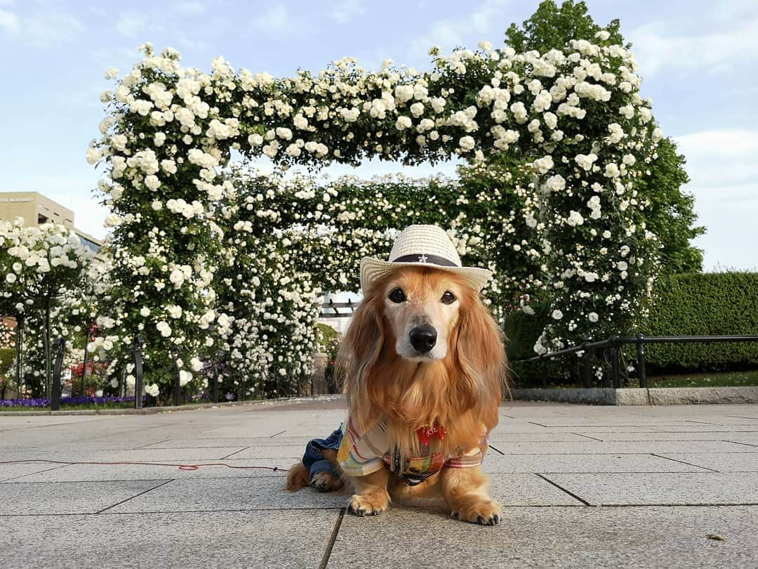 ?モデル?大地?さんのインスタグラム写真 - (?モデル?大地?Instagram)「♪🐾2019*5*21🐾 . 日曜の☀早朝 山下公園の🌹バラを見に 🐾お散歩して来たよ🎶😄 . .  満開の🌹バラが と〜っても良い香りだったよ🎶😆😆😆 . . 🐾🐾🐾🐾🐾🐾🐾🐾🐾🐾🐾🐾🐾🐾 . #大地#大好き#だいすき #いつも一緒#ずっと一緒 #大地なしでは生きて行けませんw #いぬ#犬#わんこ#ワンコ . #愛犬 #犬バカ部#いぬら部#いぬすたぐらむ #犬のいる暮らし #pecoいぬ部 #山下公園#バラ#薔薇#最高 . #横浜#yokohama#神奈川 #散歩 #お散歩#朝活 #ミニチュアダックスフンド#ミニチュアダックス #ダックスフンド#ダックス」5月21日 14時39分 - sachi_daichi