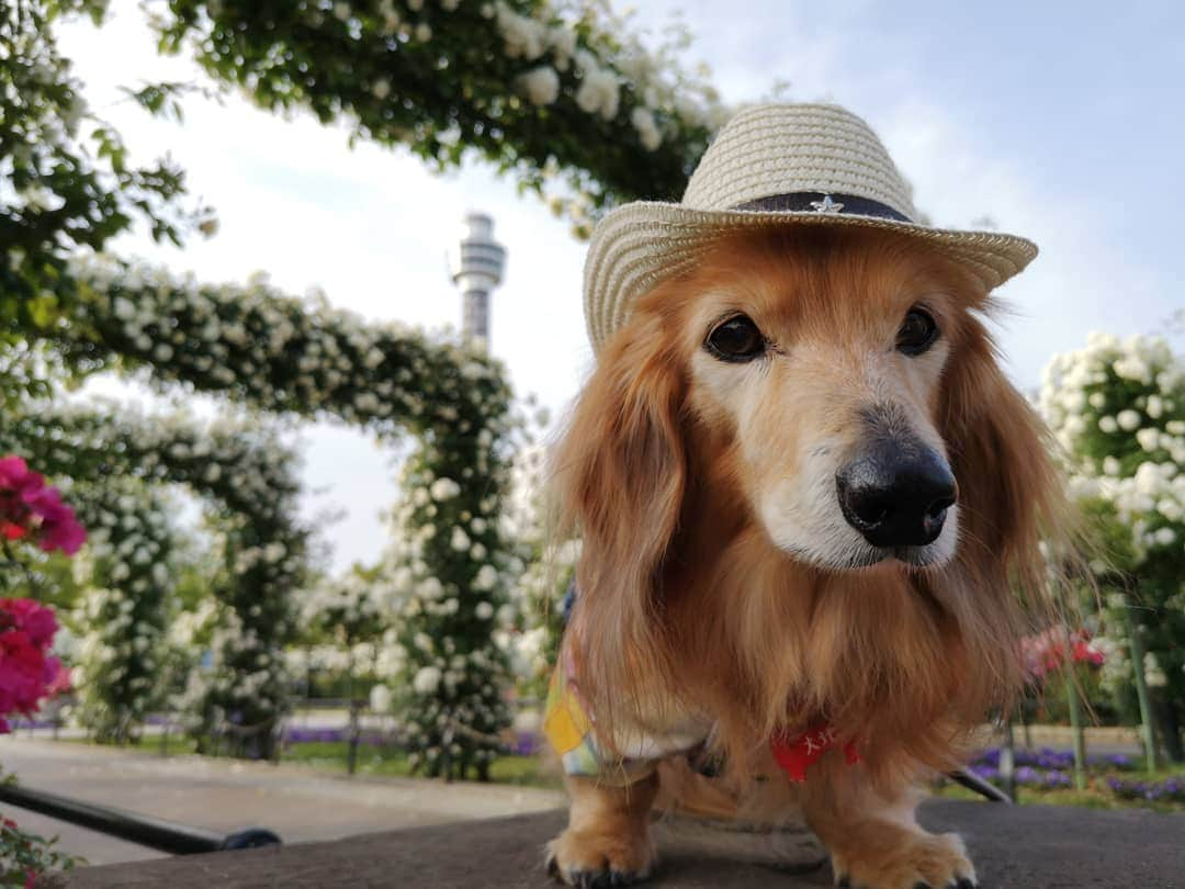 ?モデル?大地?さんのインスタグラム写真 - (?モデル?大地?Instagram)「♪🐾2019*5*21🐾 . 日曜の☀早朝 山下公園の🌹バラを見に 🐾お散歩して来たよ🎶😄 . .  満開の🌹バラが と〜っても良い香りだったよ🎶😆😆😆 . . 🐾🐾🐾🐾🐾🐾🐾🐾🐾🐾🐾🐾🐾🐾 . #大地#大好き#だいすき #いつも一緒#ずっと一緒 #大地なしでは生きて行けませんw #いぬ#犬#わんこ#ワンコ . #愛犬 #犬バカ部#いぬら部#いぬすたぐらむ #犬のいる暮らし #pecoいぬ部 #山下公園#バラ#薔薇#最高 . #横浜#yokohama#神奈川 #散歩 #お散歩#朝活 #ミニチュアダックスフンド#ミニチュアダックス #ダックスフンド#ダックス」5月21日 14時39分 - sachi_daichi