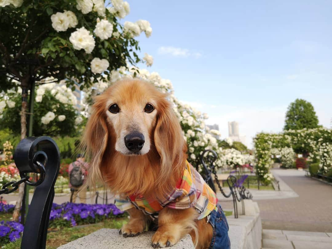 ?モデル?大地?さんのインスタグラム写真 - (?モデル?大地?Instagram)「♪🐾2019*5*21🐾 . 日曜の☀早朝 山下公園の🌹バラを見に 🐾お散歩して来たよ🎶😄 . .  満開の🌹バラが と〜っても良い香りだったよ🎶😆😆😆 . . 🐾🐾🐾🐾🐾🐾🐾🐾🐾🐾🐾🐾🐾🐾 . #大地#大好き#だいすき #いつも一緒#ずっと一緒 #大地なしでは生きて行けませんw #いぬ#犬#わんこ#ワンコ . #愛犬 #犬バカ部#いぬら部#いぬすたぐらむ #犬のいる暮らし #pecoいぬ部 #山下公園#バラ#薔薇#最高 . #横浜#yokohama#神奈川 #散歩 #お散歩#朝活 #ミニチュアダックスフンド#ミニチュアダックス #ダックスフンド#ダックス」5月21日 14時42分 - sachi_daichi