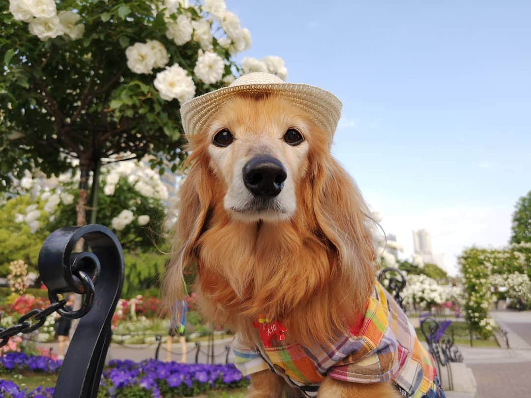 ?モデル?大地?さんのインスタグラム写真 - (?モデル?大地?Instagram)「♪🐾2019*5*21🐾 . 日曜の☀早朝 山下公園の🌹バラを見に 🐾お散歩して来たよ🎶😄 . .  満開の🌹バラが と〜っても良い香りだったよ🎶😆😆😆 . . 🐾🐾🐾🐾🐾🐾🐾🐾🐾🐾🐾🐾🐾🐾 . #大地#大好き#だいすき #いつも一緒#ずっと一緒 #大地なしでは生きて行けませんw #いぬ#犬#わんこ#ワンコ . #愛犬 #犬バカ部#いぬら部#いぬすたぐらむ #犬のいる暮らし #pecoいぬ部 #山下公園#バラ#薔薇#最高 . #横浜#yokohama#神奈川 #散歩 #お散歩#朝活 #ミニチュアダックスフンド#ミニチュアダックス #ダックスフンド#ダックス」5月21日 14時42分 - sachi_daichi