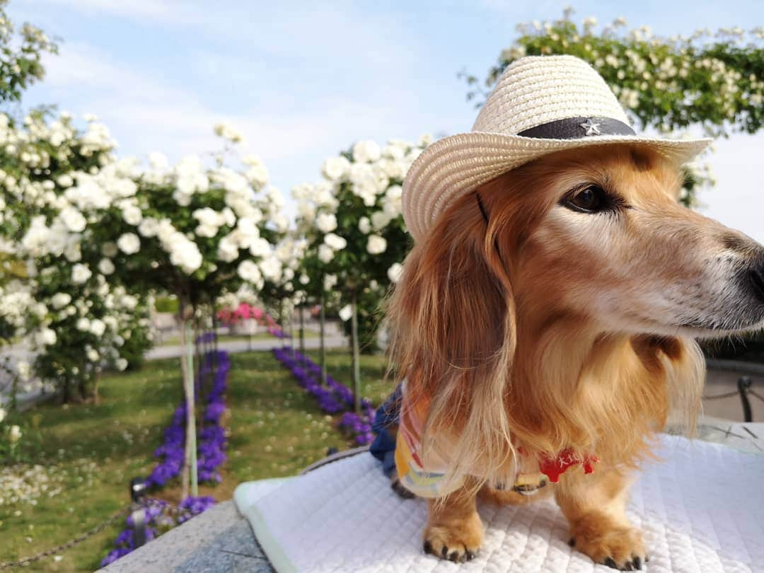 ?モデル?大地?さんのインスタグラム写真 - (?モデル?大地?Instagram)「♪🐾2019*5*21🐾 . 日曜の☀早朝 山下公園の🌹バラを見に 🐾お散歩して来たよ🎶😄 . .  満開の🌹バラが と〜っても良い香りだったよ🎶😆😆😆 . . 🐾🐾🐾🐾🐾🐾🐾🐾🐾🐾🐾🐾🐾🐾 . #大地#大好き#だいすき #いつも一緒#ずっと一緒 #大地なしでは生きて行けませんw #いぬ#犬#わんこ#ワンコ . #愛犬 #犬バカ部#いぬら部#いぬすたぐらむ #犬のいる暮らし #pecoいぬ部 #山下公園#バラ#薔薇#最高 . #横浜#yokohama#神奈川 #散歩 #お散歩#朝活 #ミニチュアダックスフンド#ミニチュアダックス #ダックスフンド#ダックス」5月21日 14時42分 - sachi_daichi