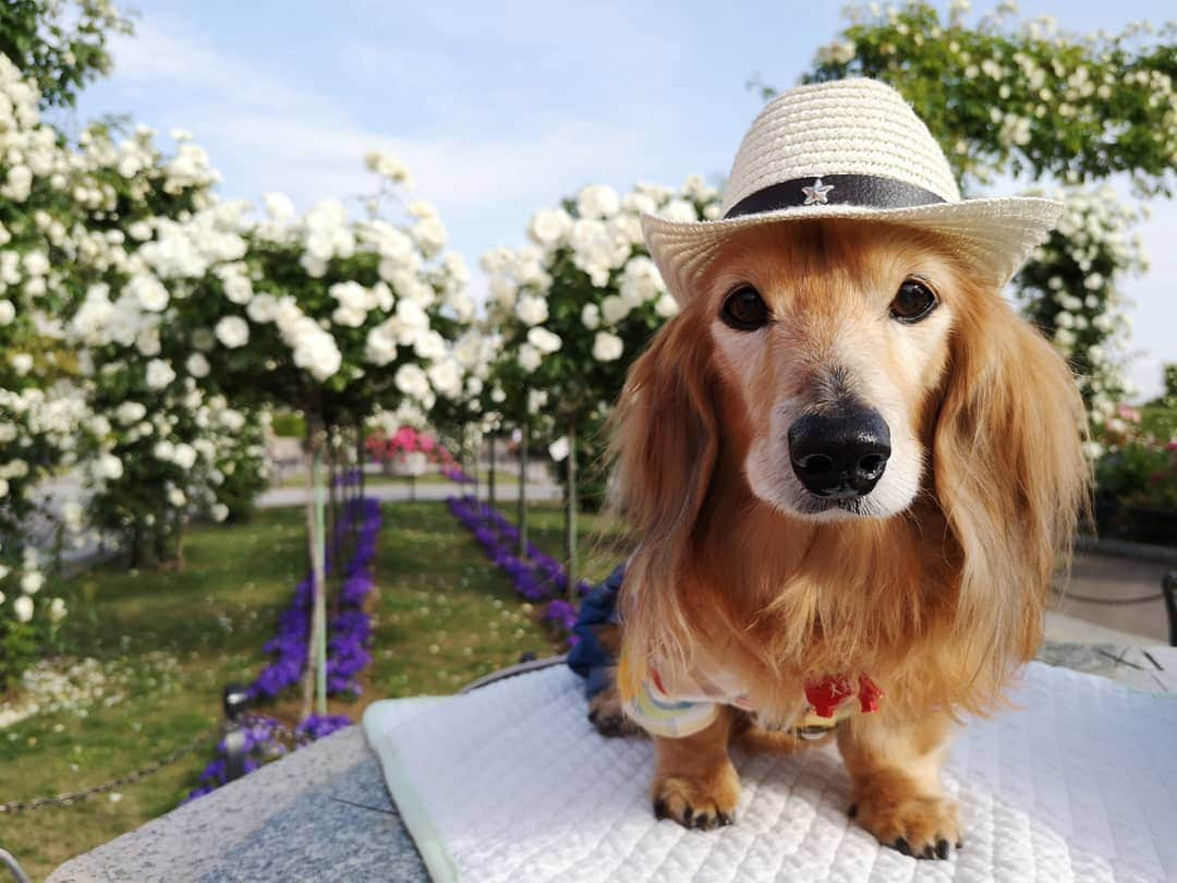 ?モデル?大地?さんのインスタグラム写真 - (?モデル?大地?Instagram)「♪🐾2019*5*21🐾 . 日曜の☀早朝 山下公園の🌹バラを見に 🐾お散歩して来たよ🎶😄 . .  満開の🌹バラが と〜っても良い香りだったよ🎶😆😆😆 . . 🐾🐾🐾🐾🐾🐾🐾🐾🐾🐾🐾🐾🐾🐾 . #大地#大好き#だいすき #いつも一緒#ずっと一緒 #大地なしでは生きて行けませんw #いぬ#犬#わんこ#ワンコ . #愛犬 #犬バカ部#いぬら部#いぬすたぐらむ #犬のいる暮らし #pecoいぬ部 #山下公園#バラ#薔薇#最高 . #横浜#yokohama#神奈川 #散歩 #お散歩#朝活 #ミニチュアダックスフンド#ミニチュアダックス #ダックスフンド#ダックス」5月21日 14時42分 - sachi_daichi