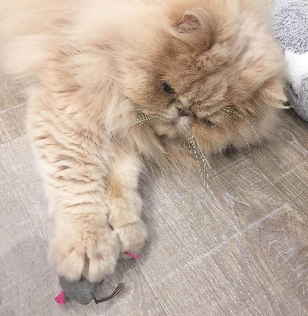 ミッシュさんのインスタグラム写真 - (ミッシュInstagram)「とったどぉ〜😼 #ミッシュ #ネズミくん 🐀 #捕まえた  #手のひら  #必死すぎるネコ  #大丈夫#誰も取らないから  #misch1207s  #cat #ねこあつめ #エキゾチックロングヘア  #ねこ #ネコ #猫  #neko #猫部 #ねこ部 #にゃんだふるらいふ  #catstagram #Exoticlonghair  #catsofinstagram #cats_of_instagram  #catlover #catoftheday」5月21日 14時43分 - misch1207s