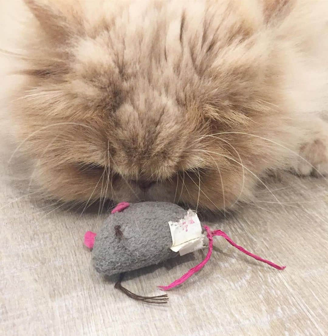 ミッシュさんのインスタグラム写真 - (ミッシュInstagram)「とったどぉ〜😼 #ミッシュ #ネズミくん 🐀 #捕まえた  #手のひら  #必死すぎるネコ  #大丈夫#誰も取らないから  #misch1207s  #cat #ねこあつめ #エキゾチックロングヘア  #ねこ #ネコ #猫  #neko #猫部 #ねこ部 #にゃんだふるらいふ  #catstagram #Exoticlonghair  #catsofinstagram #cats_of_instagram  #catlover #catoftheday」5月21日 14時43分 - misch1207s