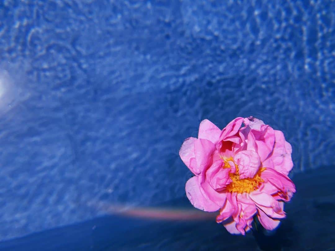 織田梨沙さんのインスタグラム写真 - (織田梨沙Instagram)「Rose」5月21日 15時29分 - oda_lisa