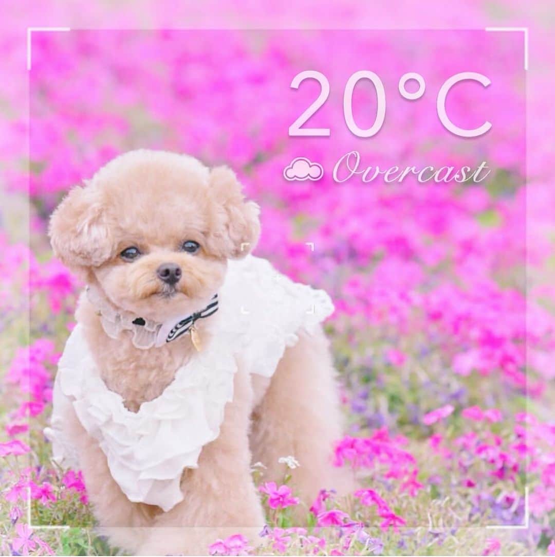 BeautyPlus Japanさんのインスタグラム写真 - (BeautyPlus JapanInstagram)「🐶💕🥰. . . #今日の天気  #ビューティープラス #beautyplus  #ビューティープラスペット #いぬのいる暮らし」5月21日 15時34分 - beautyplus_jp