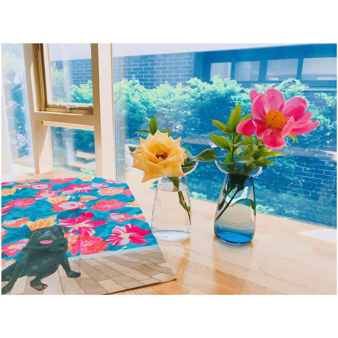 チョン・ソミンのインスタグラム：「오늘의 #소확행  하와이에서 산 모두닮은 댕댕 테이블보 + 햇빛 + 선물받은 예쁜 화병 + 옥상정원에 핀 장미💐와 작약🌺」