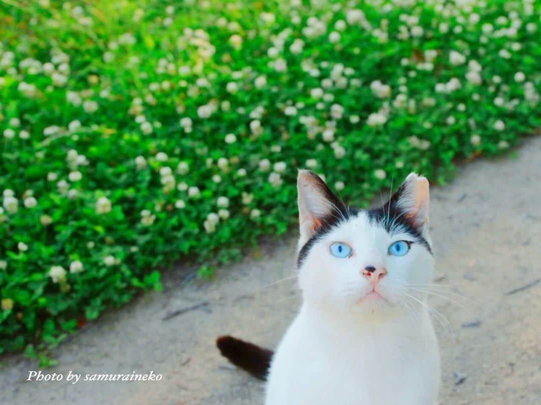 NEKOくらぶさんのインスタグラム写真 - (NEKOくらぶInstagram)「|| ねぇ？ 一緒に四つ葉のクローバー探しに行こうにゃ♪⠀ @samurai_neko さんの作品ですにゃ（＝ΦωΦ＝）⠀ *⠀ いいね！＆コメント大歓迎！！⠀ *⠀ #nekoclub #NEKOくらぶ #Japan #Photo #写真 #日本 #cat #ネコ #ねこ #猫 ⠀ Follow: @nekoclub_jpn⠀ *⠀ ▼【廣済堂出版共同企画】NEKOくらぶの皆さまとつくる「NEKOくらぶ写真集」、発売中♪（＝ΦωΦ＝）⠀ ※詳細は本アカウント「 @nekoclub_jpn 」のプロフィールに固定しているハイライトから」5月21日 16時00分 - nekoclub_jpn