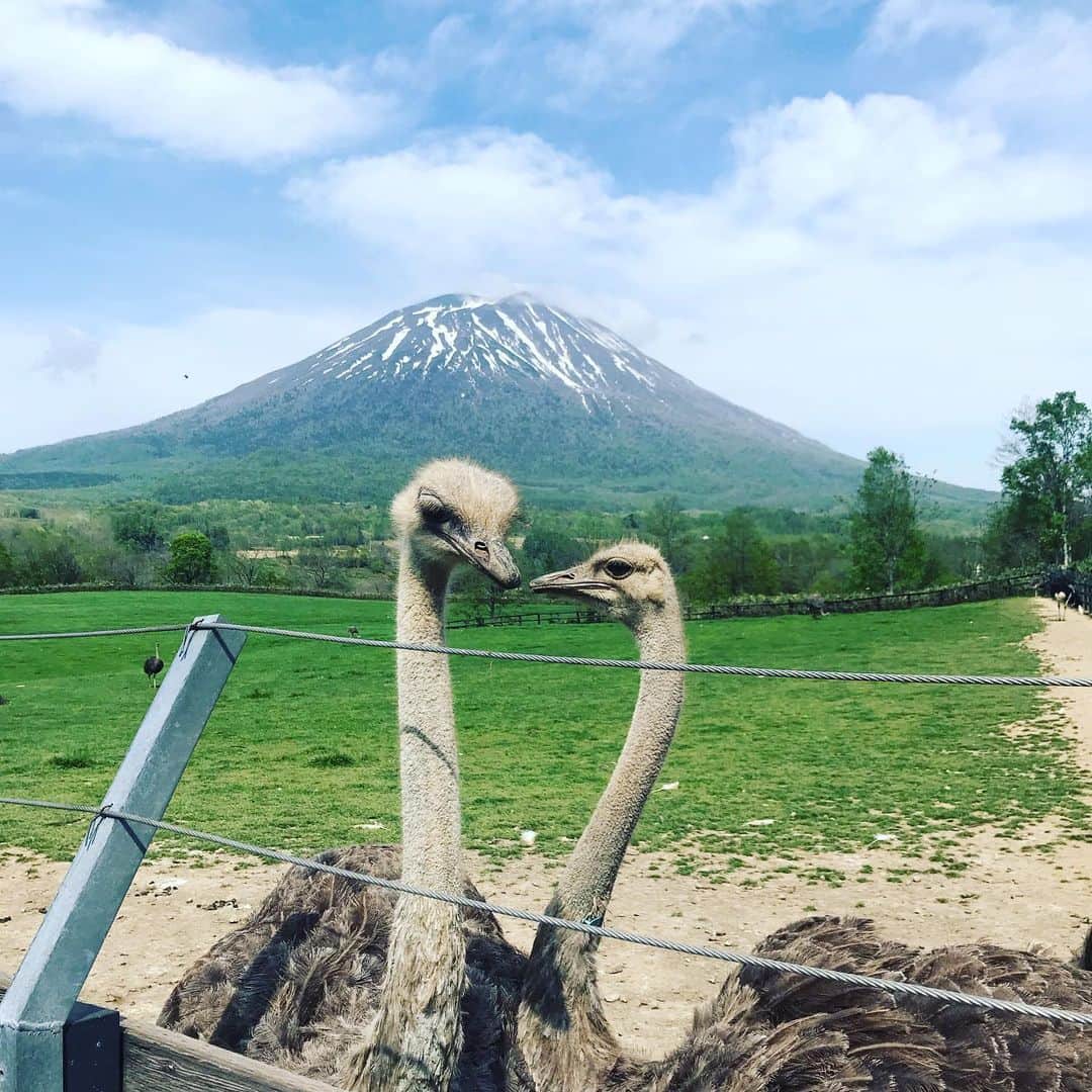 D[di:]のインスタグラム：「久しぶりの帰省4 北海道のNO.1美味いもんマガジン#HO のエディターとして水を得た満喫女子 @nagisalalala と翌日も羊蹄山ツアー🗻 1. 羊蹄山とダチョウクラブ🏔超シュールな映えスポット、ニセコ第2有島ダチョウ牧場にて。カフェが休みでダチョウ卵のどら焼きは食せず。残念 2.雑草を食べさせるD[di:]隊長。勢いあまって、ダチョウに3回くらいクチバシで噛まれた😢ダチョウに噛まれる感触としては、ほたてなどの二枚貝で思いっきり挟まれるみたいなかんじ。痛いわ。ナギは後ろで爆笑しながら写真撮ってくれた 3.羊蹄山アニマルツアー、お次は、真狩村の農場でとられたミルクや卵で作った #ロバヲのマフィン 屋さんへ 4. かんぜん無添加ゆえ日持ちしないけど、すんごい美味しいマフィンたち 5.店名となったロバヲとのお戯れ。 6.ロバヲ 7.8.9.10.洞爺湖、風が強く波が立ってた。なんかもう、水がエメラルドグリーンとかハワイみたいだった。ボンボンに咲いた八重桜とのコントラスト綺麗すぎた…  春の北海道すげぃ…」