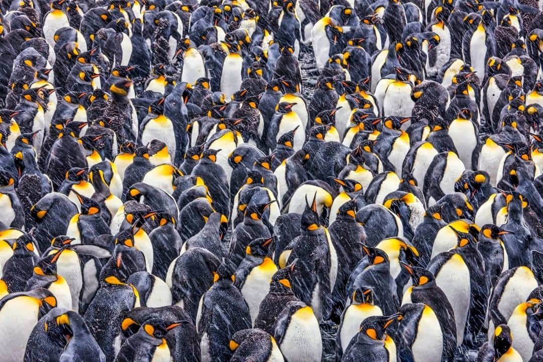 National Geographic Travelさんのインスタグラム写真 - (National Geographic TravelInstagram)「Photo by @PaulNicklen | In South Georgia, king penguins live in very close quarters. Hundreds of thousands of these tall and colorful birds fill the shoreline during breeding season. In harsh blizzards, this proximity comes in handy as the penguins huddle together to keep warm. I’ve found that no photo can truly capture this overwhelming and incredible scene. Follow me @PaulNicklen and explore my feed for more photos of king penguins. #SouthGeorgia #penguin #colony #wildlife #KingPenguins」5月21日 16時11分 - natgeotravel