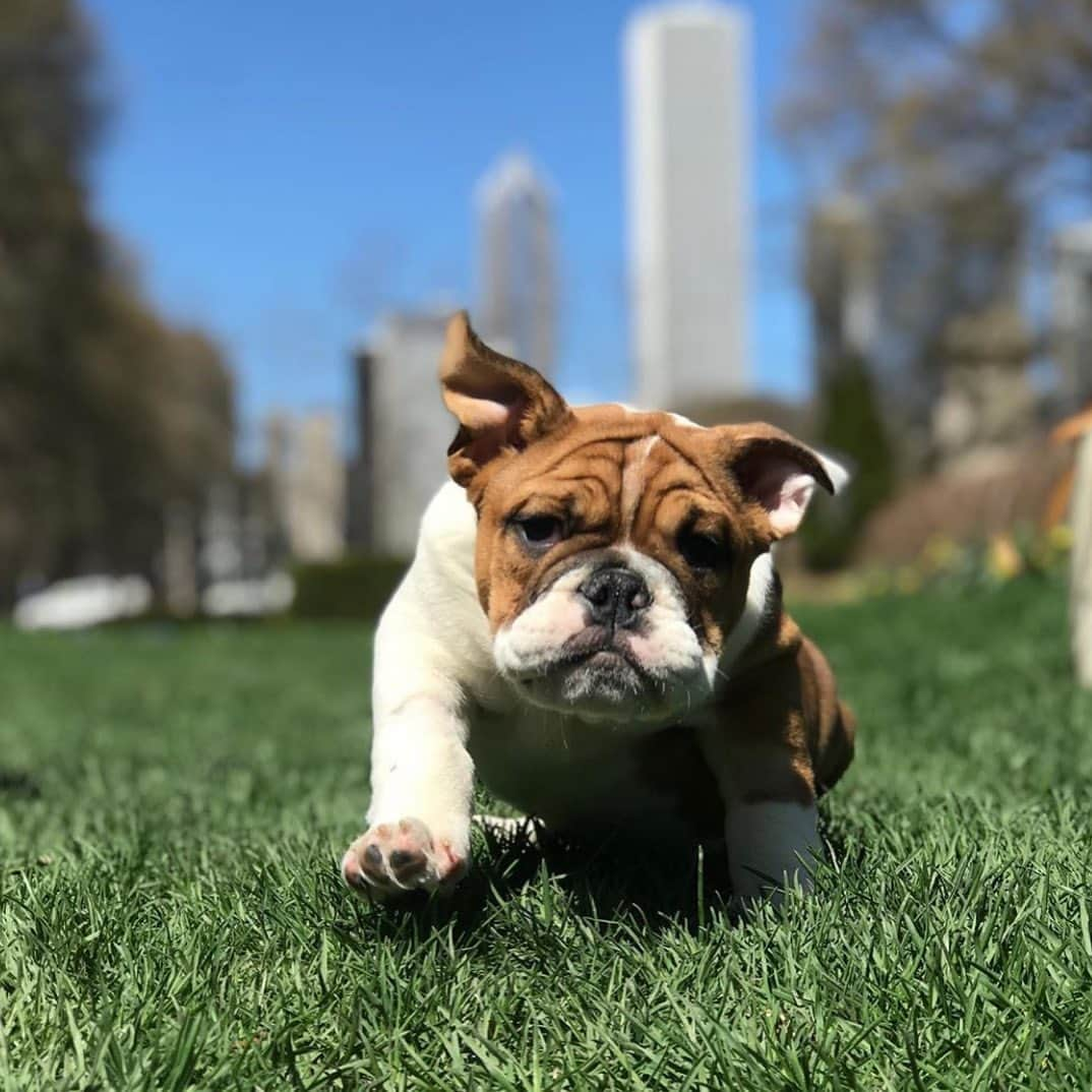 Bodhi & Butters & Bubbahさんのインスタグラム写真 - (Bodhi & Butters & BubbahInstagram)「When someone brings #donuts into the office and your coworker tells you they’re #vegan 🍩🐶💕 . . . . . #bulldog #work #puppy #life #bestoftheday #dogsofinstagram #smile #plantbased #crueltyfree #animal #lover @downtownchicagohercules」5月22日 1時34分 - keonistuff