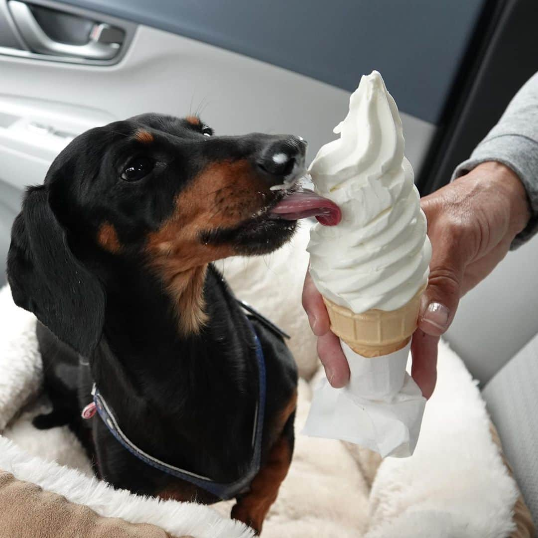 Crusoe the Celebrity Dachshundさんのインスタグラム写真 - (Crusoe the Celebrity DachshundInstagram)「“Getting spoiled by grandma & grandpa!😝😋 Who spoils your pup the most in the family?” ~ Crusoe」5月22日 2時29分 - crusoe_dachshund