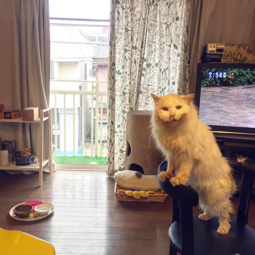 Kachimo Yoshimatsuさんのインスタグラム写真 - (Kachimo YoshimatsuInstagram)「おかきも〜！Me Too! #uchinonekora #okaki #neko #cat #catstagram #kachimo #猫 #ねこ #うちの猫ら http://kachimo.exblog.jp」5月22日 2時51分 - kachimo