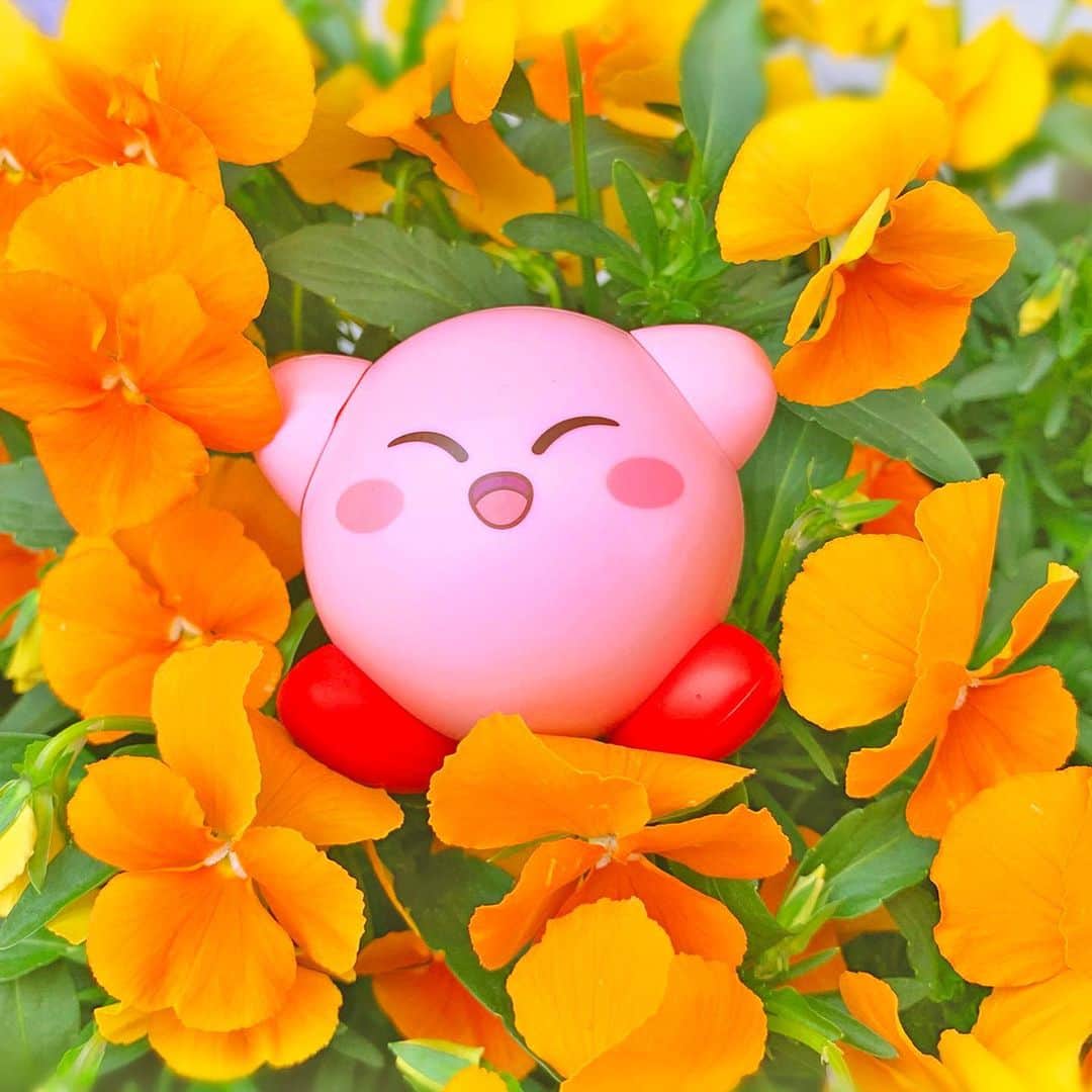 任天堂アメリカさんのインスタグラム写真 - (任天堂アメリカInstagram)「Summertime is near, but #Kirby isn’t done soaking up some of the springtime flowers! We hope you’re enjoying your spring as much as this pink puffball!」5月22日 2時45分 - nintendoamerica