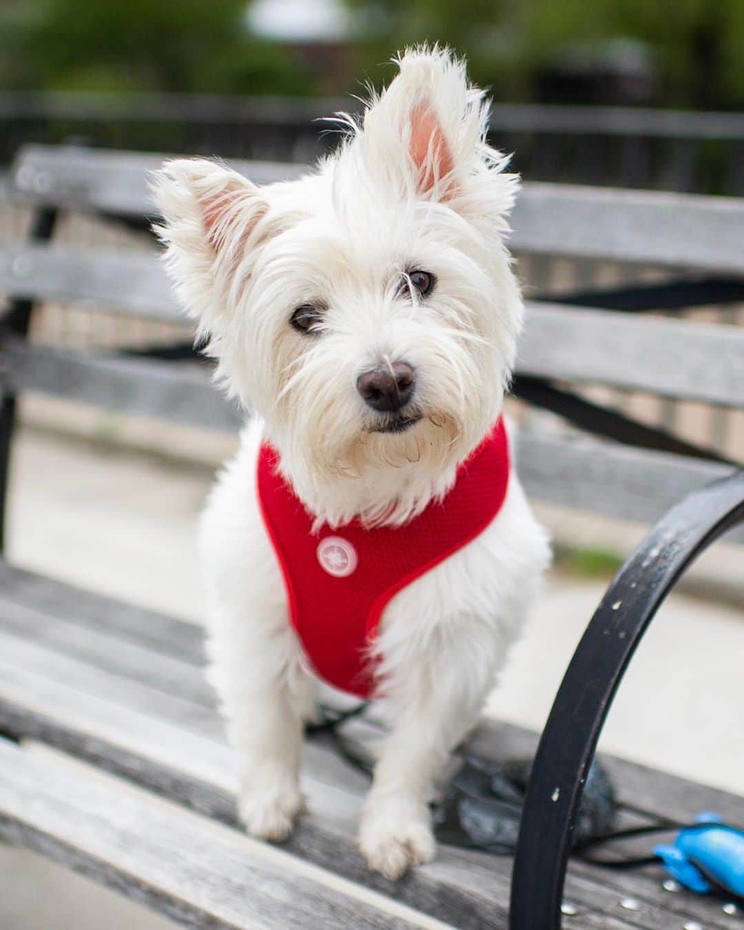 The Dogistさんのインスタグラム写真 - (The DogistInstagram)「Slash, West Highland White Terrier (8 y/o), Carl Schurz Park, New York, NY • “He likes people more than dogs.”」5月22日 2時49分 - thedogist