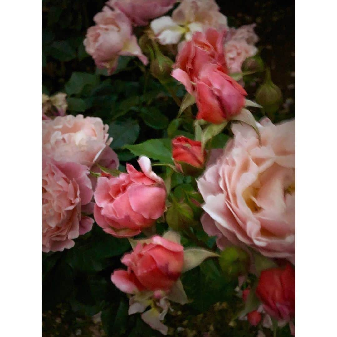 黒田知永子さんのインスタグラム写真 - (黒田知永子Instagram)「夕方のお散歩で🌹 #薔薇 #黒田知永子  #chiekokuroda」5月21日 18時24分 - kuroda_chieko