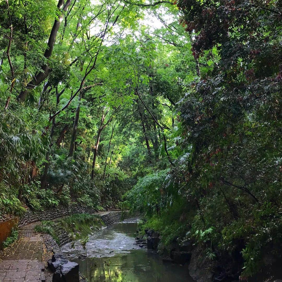 ヤマザキマリさんのインスタグラム写真 - (ヤマザキマリInstagram)「ジャングルのにおいがする本日の等々力渓谷」5月21日 18時18分 - thermariyamazaki