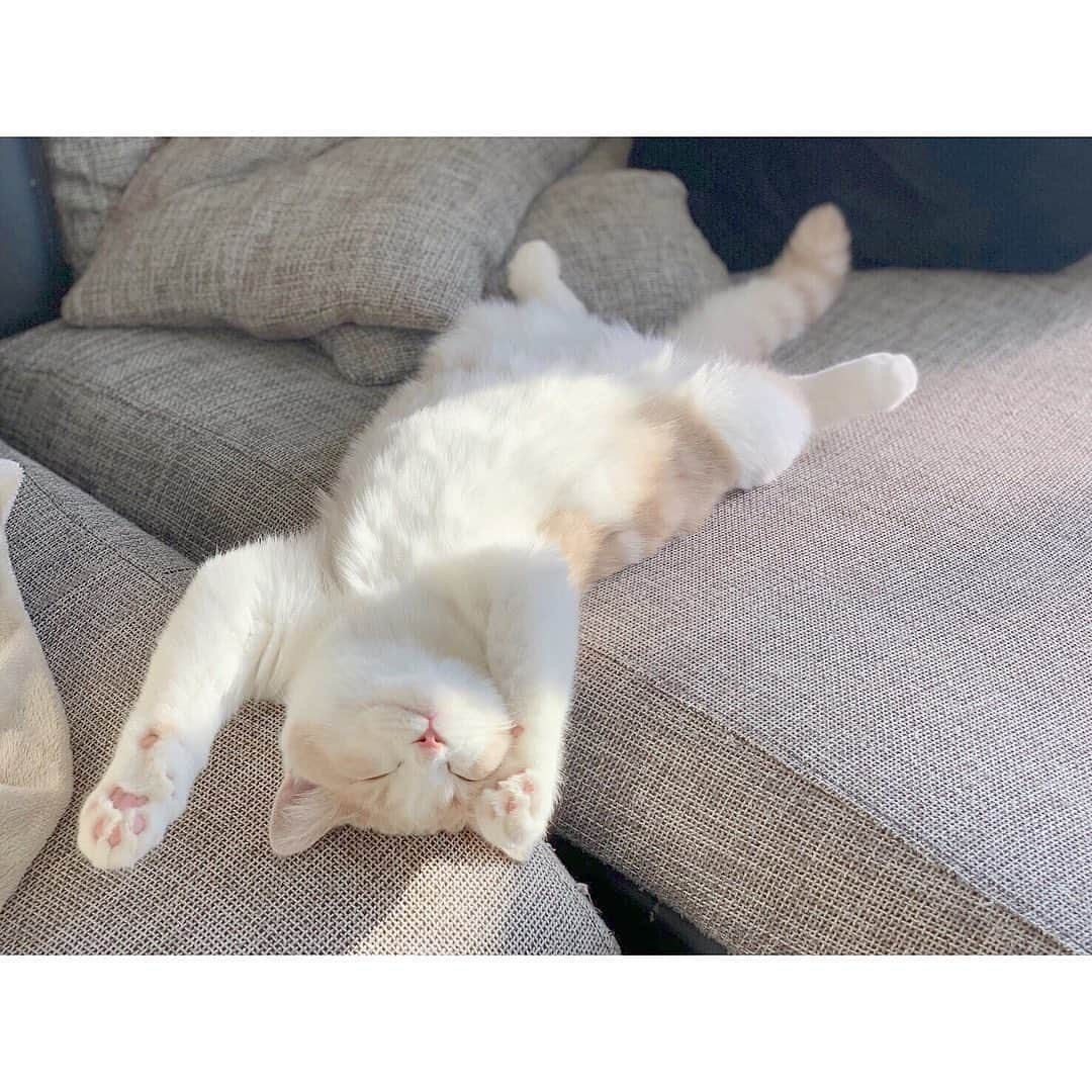 MiawMiawさんのインスタグラム写真 - (MiawMiawInstagram)「こんにちは😊♪ミャウミャウ公式アカウントです🐈⁣⁣﻿ ⁣⁣﻿ #miawmiaw平成最後のフォトコンテスト の応募投稿の中から⁣⁣﻿ miawmiaw専用ハッシュタグ#リラックスmiawmiaw2019 を付けていただいた方のフォトをご紹介いたします！⁣⁣﻿ ⁣⁣﻿ ━･･━･･━･･━･･━･･━･･━⁣⁣ ﻿ photo：@chipita1006さん⁣⁣﻿ ━･･━･･━･･━･･━･･━･･━⁣⁣﻿ ⁣﻿ 気持ち良さそうにお腹を見せて寝転がるネコちゃん♡⁣﻿ 隣で一緒にお昼寝したくなりますね😪💤⁣⁣⁣﻿ ⁣⁣﻿ フォトコンテストへのご応募ありがとうございました💫⁣⁣﻿ ⁣⁣﻿ 令和最初のフォトコンテストも間もなく開催予定です。お楽しみに♡⁣⁣﻿ ⁣⁣﻿ #miawmiaw #miawmiaw平成最後のフォトコンテスト⁣⁣﻿ #ねこのいる生活 #ねこばか #ネコ好き⁣⁣﻿ #猫 #ねこ #ネコ #にゃんこ #cat #cats #猫部 #ネコ部 #ねこ部 #猫好きさんと繋がりたい #猫好き #ペット#pet #にゃんこ部 #にゃんすたぐらむ #ねこすたぐらむ」5月21日 18時31分 - miawmiaw_series