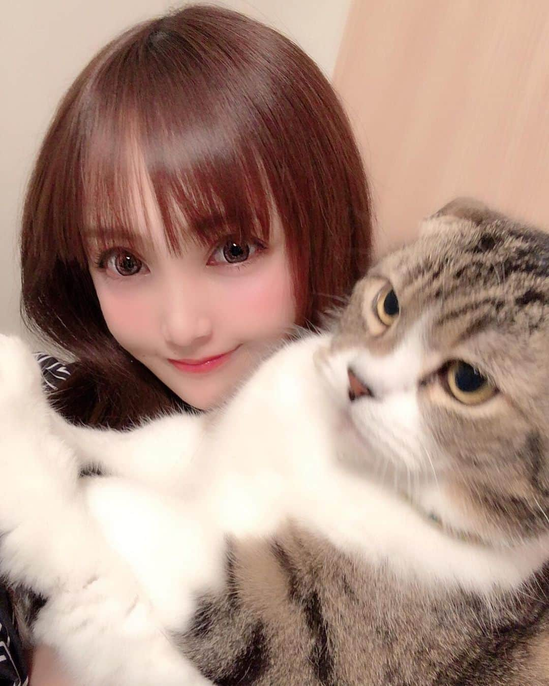 宇佐美あいりさんのインスタグラム写真 - (宇佐美あいりInstagram)「久しぶりにランたんとツーショット♬なかなか一緒に撮らせてくれないから大変w重い...🐷w抱っこして写すとデブ猫ちゃん🐱なのよくわかるでしょ😹w #グラドル自画撮り部#猫顔#愛猫#猫#ねこ#cat#고양이#애완동물#スコティッシュフォールド#귀여운#デブ猫#にゃんすた#にゃんすたグラム#みんねこ#ねこ部#ねこのきもち#猫好き#instacat#catstagram#猫バカ#可愛い#ドラえもん#似てる#みみおれ#ねこと暮らす#followme」5月21日 18時37分 - airi.usami_official