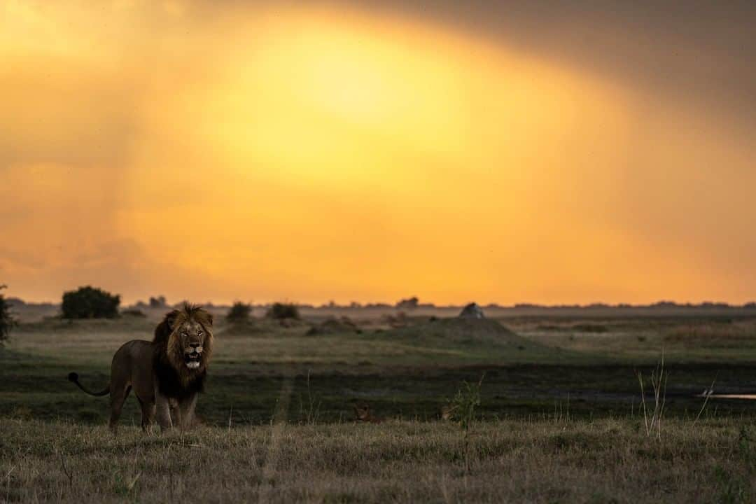 ナショナルジオグラフィックさんのインスタグラム写真 - (ナショナルジオグラフィックInstagram)「Photo by Beverly Joubert @beverlyjoubert | A territorial male patrols his territory in Duba Plains in the Okavango. The cool early morning is the perfect time for his roars to be heard over long distances, alerting any intruders to his presence and his intention to protect what is his. The life of a male lion is not necessarily an easy one. Even if he is lucky enough to hold a territory and a pride who will help provide food, there are always young males looking for somewhere to settle that may challenge his rule. If those intruders have teamed up to form a coalition, they stand a much better chance of taking (and holding on to) a territory. #ThisIsMyTrophy #okavangolions #bigcats」5月21日 18時38分 - natgeo