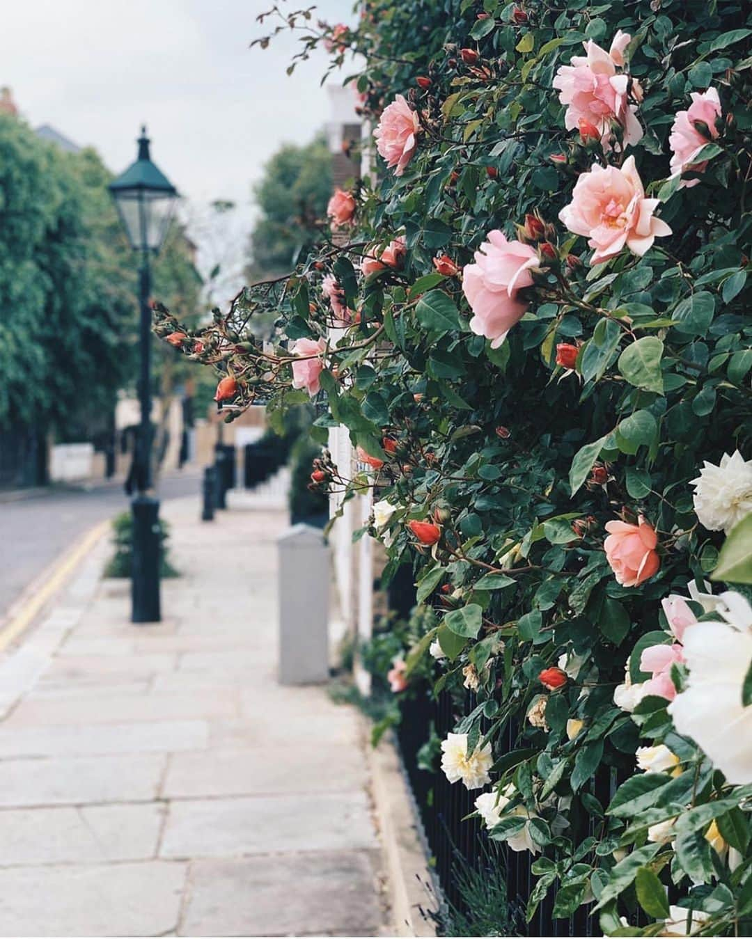 @LONDON | TAG #THISISLONDONさんのインスタグラム写真 - (@LONDON | TAG #THISISLONDONInstagram)「#ChelseaInBloom by @lafraiseanglaise 🌸🌼🌹🌼🌸 // #thisislondon #london #chelsea」5月21日 18時41分 - london