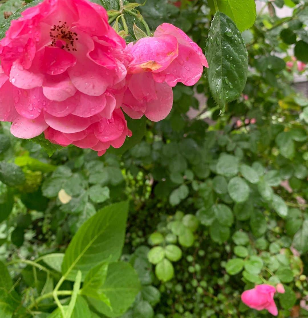 草間淑江さんのインスタグラム写真 - (草間淑江Instagram)「今日は１日雨でしたね。  しかも、風も強くて傘をさしていても濡れてしまうくらい。  こんな日はくせ毛が全開になってストレスになるので、ピシーッと結びました。 ・  最近は、愛用美顔器　ルクセアのおかげでおでこを出すのが大好きになりましたー💕💕 ・  今日は打ち合わせだったんですが、おでこが出ていると性格もオープンな感じに見えていいですね〜と言われました☺️ ・  お悩みが気にならなくなると自信につながって表情にも現れるのでしょうね。 ・  帰る時に見つけた薔薇が綺麗で📷・ #今日は一日雨#突風#傘意味なし#くせ毛#全開#まとめ髪#安心だ#ストレスフリー#薔薇#雨に濡れた薔薇#綺麗」5月21日 18時52分 - yoshie_kusama