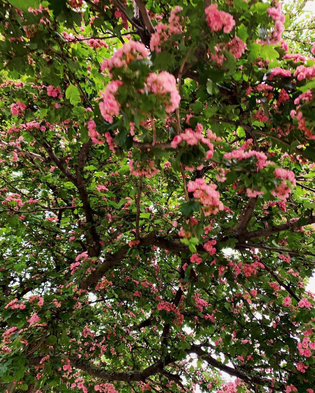 Amelia Zadroのインスタグラム：「That time of year 🌱✨」
