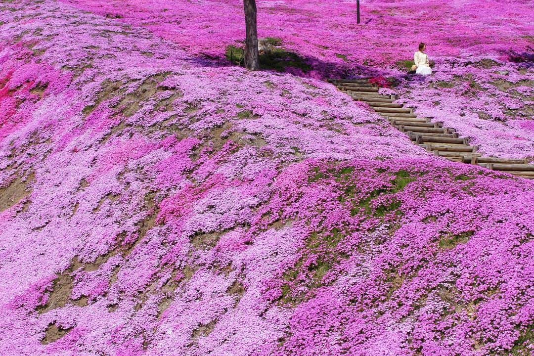 sayoko_betseyさんのインスタグラム写真 - (sayoko_betseyInstagram)「pink carpet🌸🌸 . . 道東に行くついで、久々に東藻琴の芝桜を観に行ってきました🌸 . 芝桜まつりも開催中(5/3-6/2) 芝桜ソフト🍦ほんのり塩味が美味しかったよ🤤 . . やっぱり北海道のお花畑は広大で最高！ 気持ち良いぃ ピンクの世界で気分はメルヘン  #hokkaido #discoverhokkaido #higashimokoto #sakura #mossphlox #shibasakura #hokkaidolikers #北海道 #北海道旅行 #道東 #東藻琴芝桜公園 #芝桜 #ピンク #タビジョ #大空町 #週末野心 #北海道に恋してる」5月21日 19時08分 - sayoko_betsey