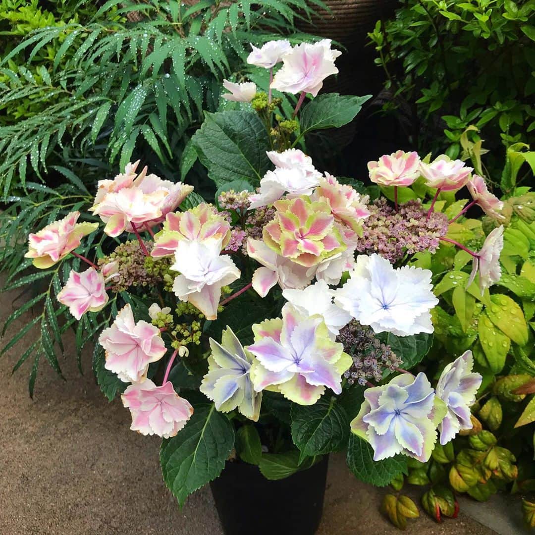のインスタグラム：「. 雨上がりに近所のスーパーに行ったら「きらきら星」という紫陽花の鉢植えがなんと500円！！！ 世界でも珍しい八重咲き、覆輪タイプなのだそう❤︎ 雨にも濡れず、今日はツイてるわぁ😍✌️ . . . #きらきら星 #八重咲きあじさい #覆輪タイプ #栃木県育成品種 #あなたの願いがきっと叶う #だといいな #特に願いはないけれど #雨にも濡れず #ツイてる日 #花のある暮らし #植物のある暮らし #私の癒し  #紫陽花の花言葉 #移り気 #浮気 #青は辛抱強い愛情 #ピンクは元気な女性 #白は寛容」