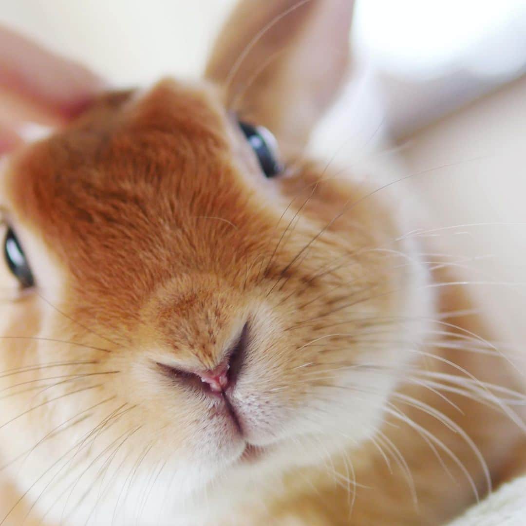 usagraphさんのインスタグラム写真 - (usagraphInstagram)「久しぶりの、プー様どあっぷ。 過去picですが💦 ＊ ＊ ＊ #うさぎ #rabbit #bunny #ふわもこ部  #WeeklyFluff #igersjp  #instabunnies #tokyocameraclub #東京カメラ部  #bunnystagram  #今日もX日和  #うさぎ部 #ホーランドロップ #hollandlop  #アニマル写真部  #ファインダー越しの私の世界 #team_jp_西 #igers  #ig_japan」5月21日 19時06分 - usagraph